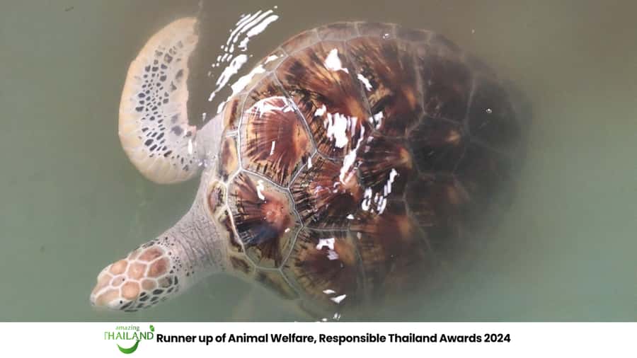 Khao Lak Eco-Safari: Elephants, Tsunami Museum, and Turtles - Lunch at the sanctuary, with time to slow down