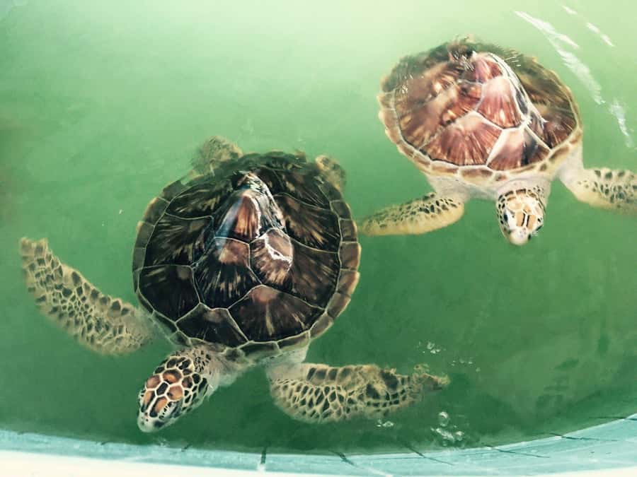 Khao Lak Eco-Safari: Elephants, Tsunami Museum, and Turtles - Is $112 good value?