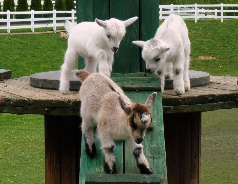 Lancaster County: Amish Farmlands, Museum Tour, Farm Visit - Should you book the Amish Farm and House tour?