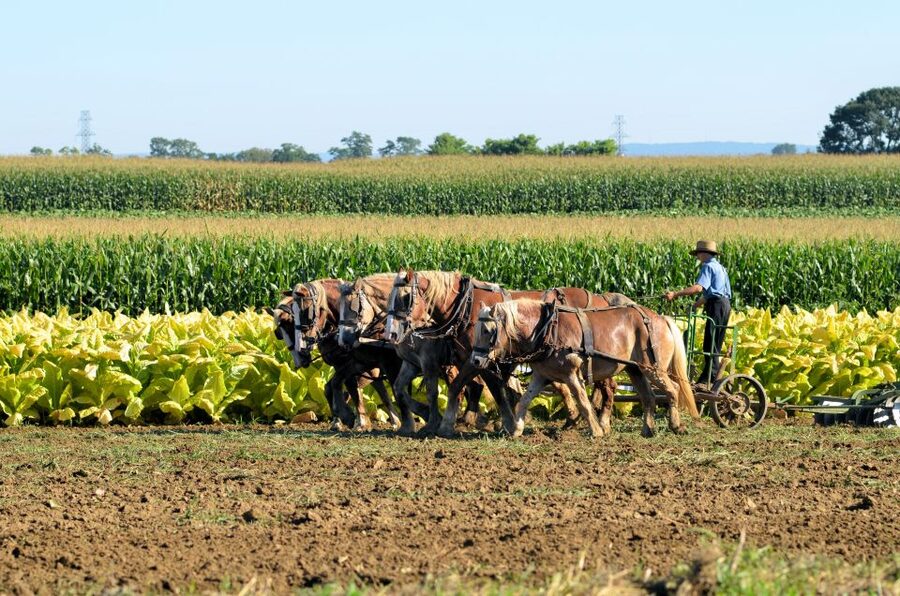 Lancaster County: Amish Farmlands, Museum Tour, Farm Visit - Eating at the Amish BBQ Barn