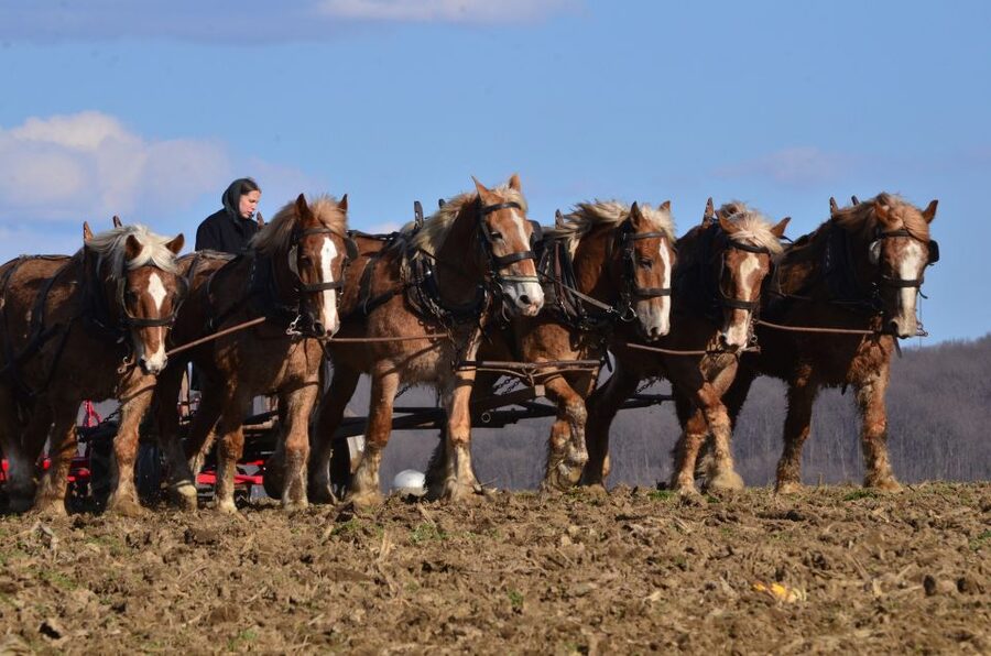 Lancaster County: Amish Farmlands, Museum Tour, Farm Visit - Who will get the most from this tour?