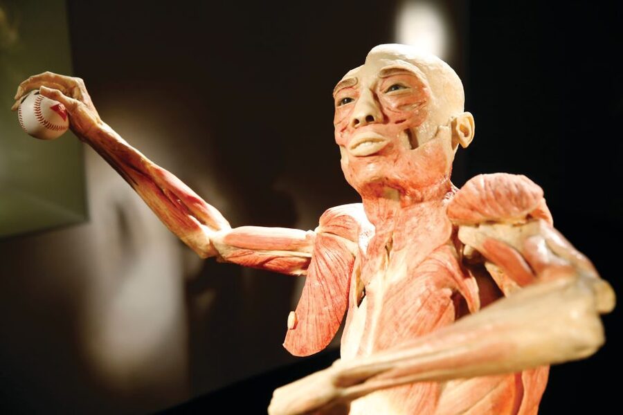 Las Vegas: BODIES | The Exhibition at the Luxor - Why the real specimens change the experience