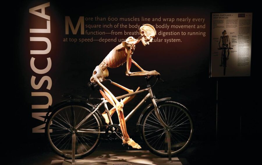 Las Vegas: BODIES | The Exhibition at the Luxor - Give yourself about an hour, but do not rush