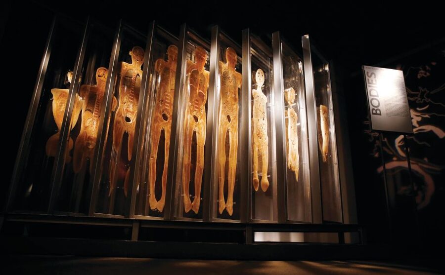 Las Vegas: BODIES | The Exhibition at the Luxor - Who will appreciate this more than most