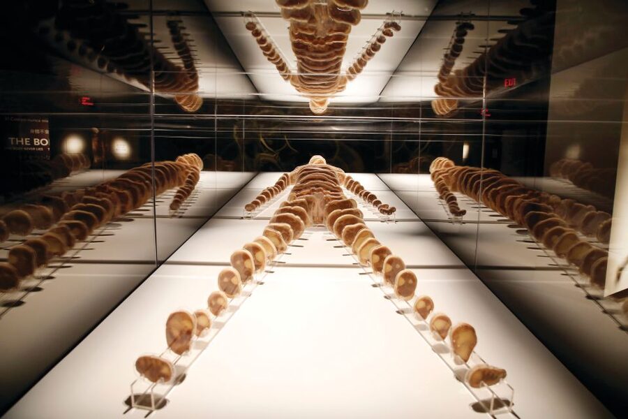 Las Vegas: BODIES | The Exhibition at the Luxor - Should you book Bodies...The Exhibition?