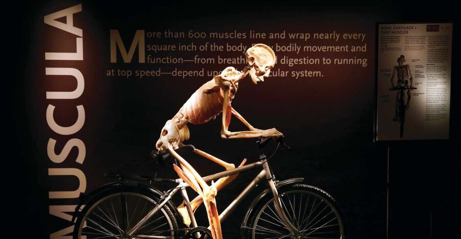 Las Vegas: BODIES | The Exhibition at the Luxor - The health displays are the most memorable section