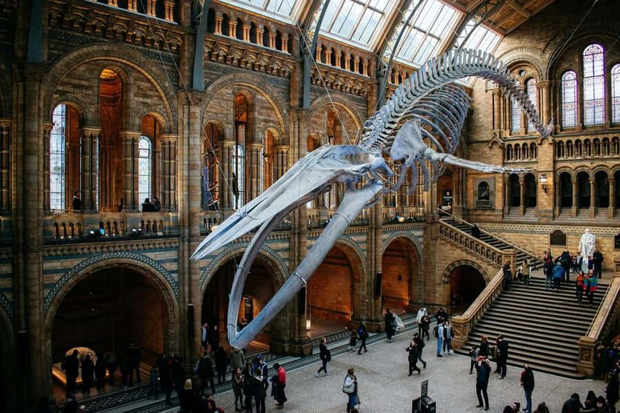 London: Natural History Museum Express Tour & Audio App - What the $10 actually buys you
