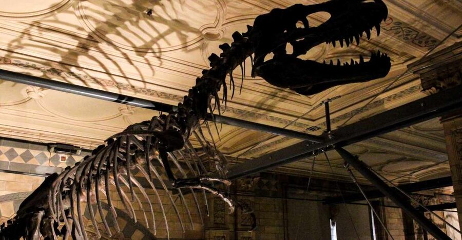 London: Natural History Museum Guided Tour - Why a guide helps inside this enormous museum