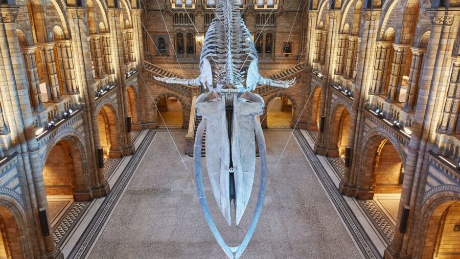 London: Natural History Museum Guided Tour - The Dodo and the Archaeopteryx