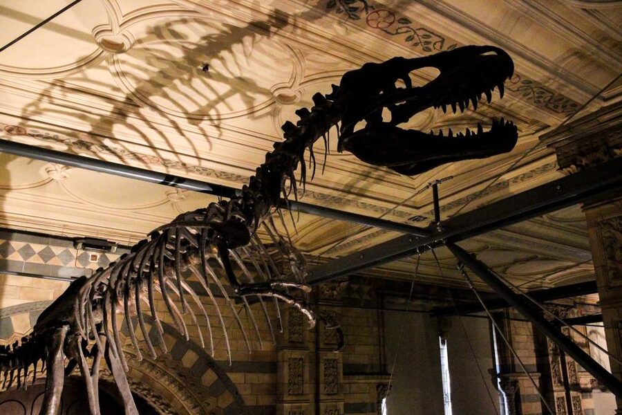 London: Natural History Museum Guided Tour - What the 2.5-hour pace feels like