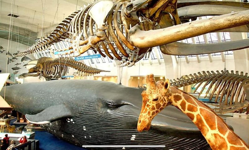 London: Natural History Museum Guided Tour w/ Priority Entry - The value of priority entry at $33