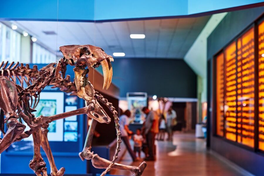 Los Angeles: La Brea Tar Pits Museum Ticket - Key things to know before you go