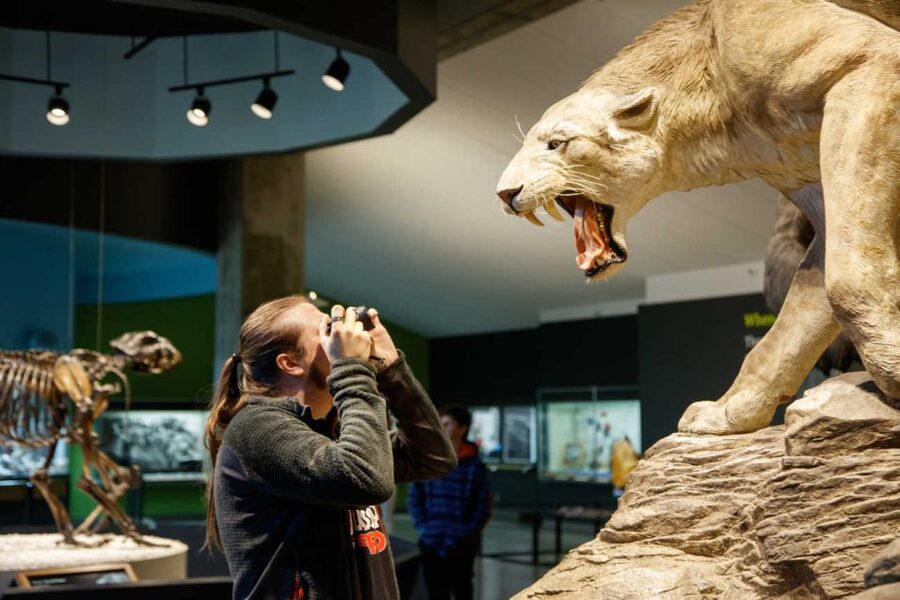 Los Angeles: La Brea Tar Pits Museum Ticket - Inside the museum: mammoths, predators, and evidence