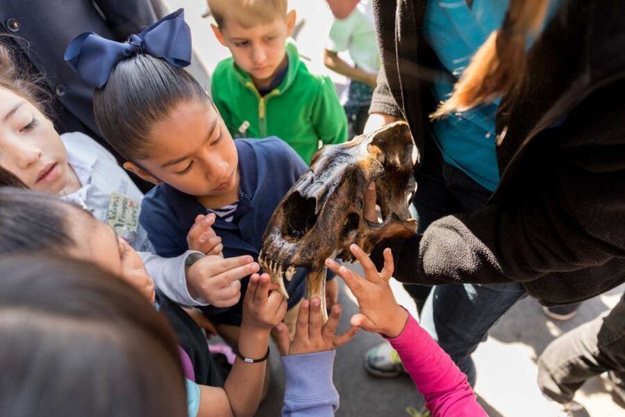 Los Angeles: La Brea Tar Pits Museum Ticket - What the $18 ticket includes, and what it does not