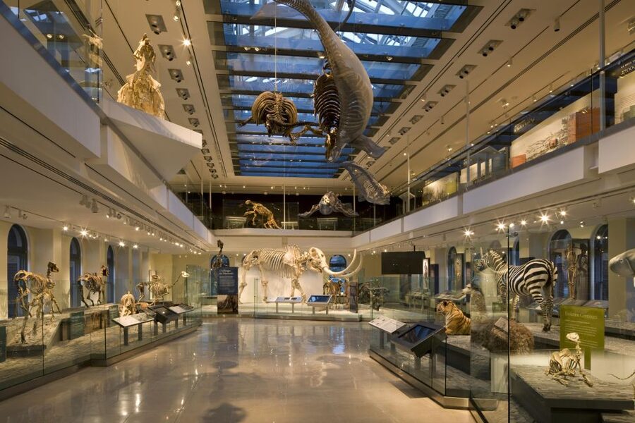Los Angeles: Natural History Museum of LA Entry Ticket - Planning your route and managing your energy