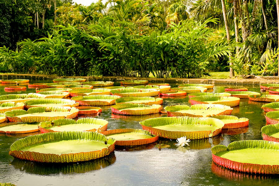 Manaus: MUSA and INPA Museums with Observation Tower Tour - Key points to know before you go