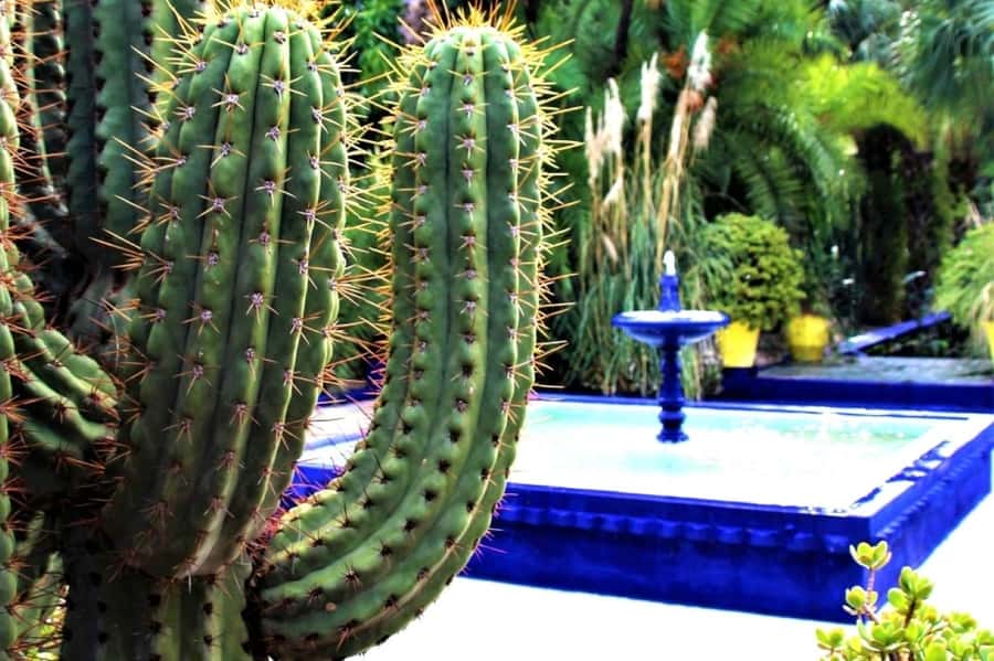 Marrakech: Majorelle Garden, Museums Tickets, & Audio Guide - Why Majorelle Garden deserves the first look