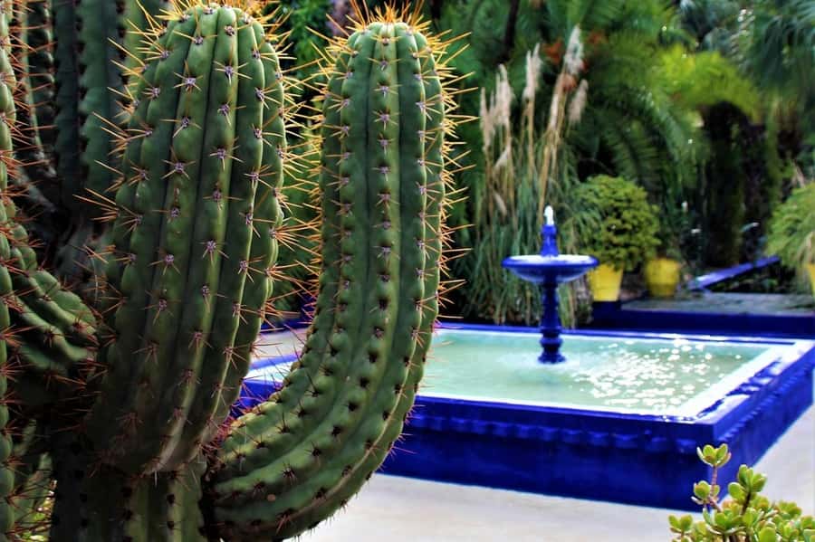 Marrakech: Majorelle Garden, YSL, and Berber Museum Entry - Why this three-stop visit works