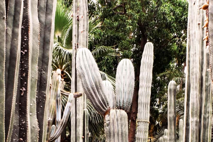 Marrakech: Majorelle Garden, YSL, and Berber Museum Entry - The Pierre Bergé Museum of Berber Arts
