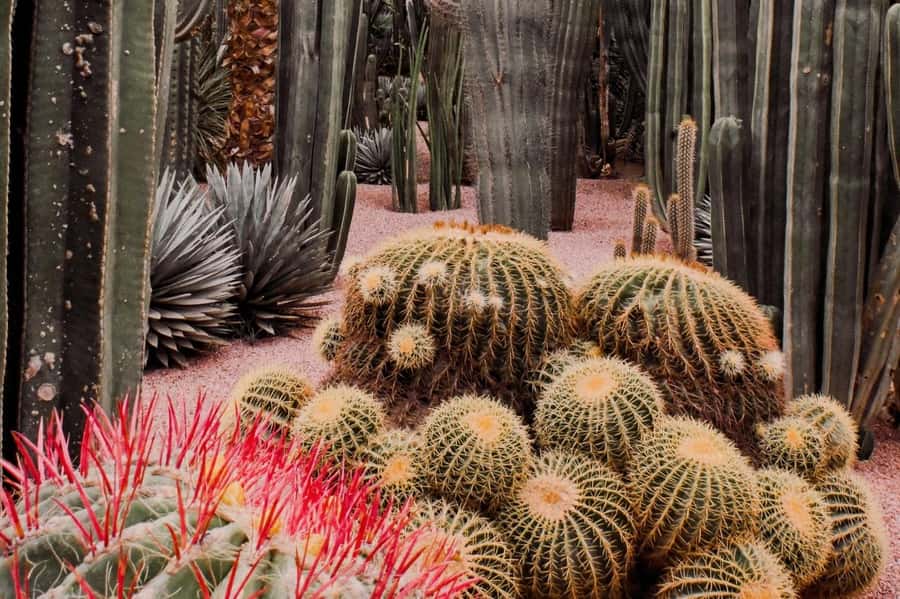 Marrakech: Majorelle Garden, YSL, and Berber Museum Entry - Is $58 a fair price?