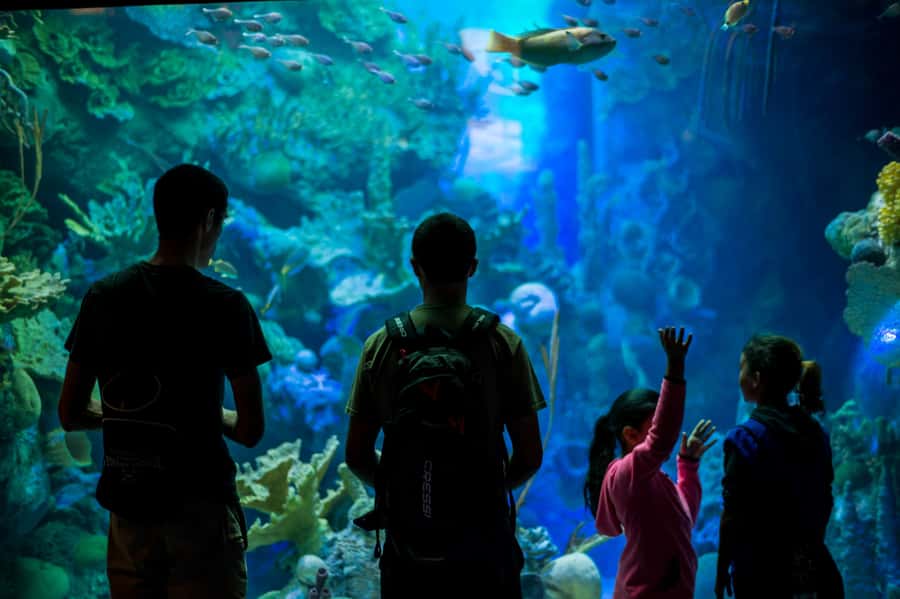 Miami: Frost Museum of Science and Planetarium Entry Ticket - Helpful booking and access details