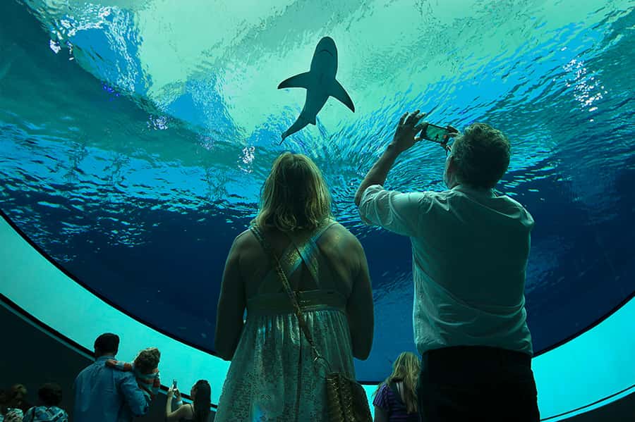 Miami: Frost Museum of Science and Planetarium Entry Ticket - Giant insects and hands-on science on the upper levels
