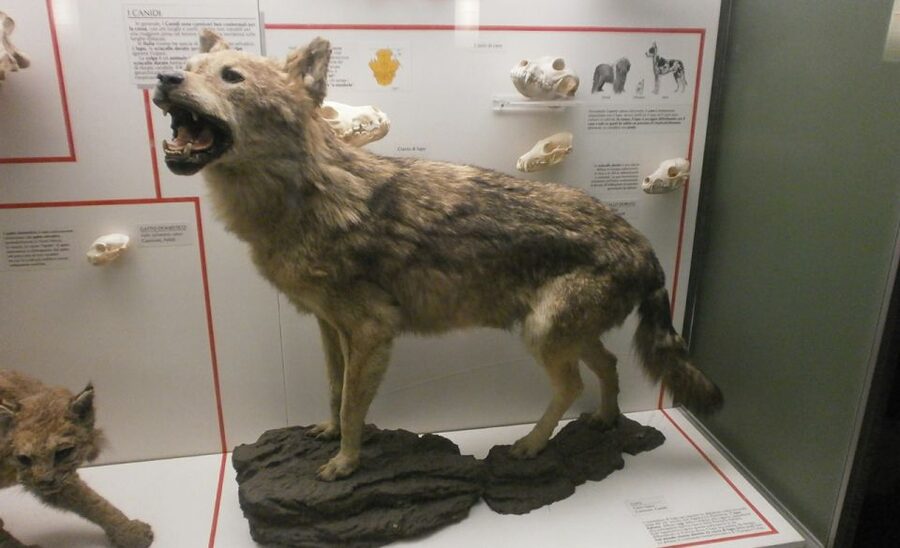 Milan: Natural History Museum Entry Ticket & Audio Guide - Key points to know before you book