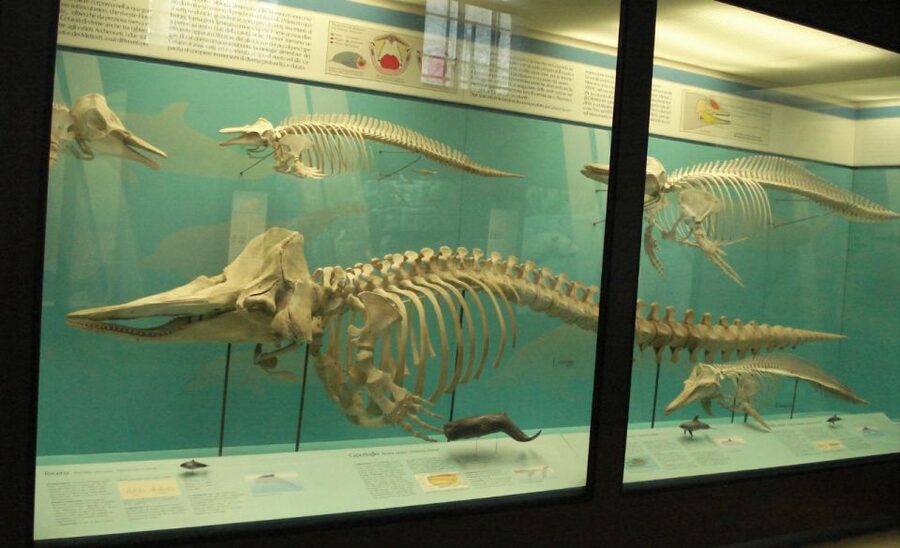Milan: Natural History Museum Entry Ticket & Audio Guide - The first galleries: time, fossils, and the story of life