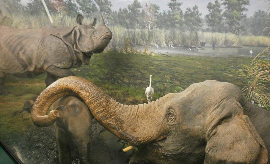 Milan: Natural History Museum Entry Ticket & Audio Guide - Is the $12 price good value?