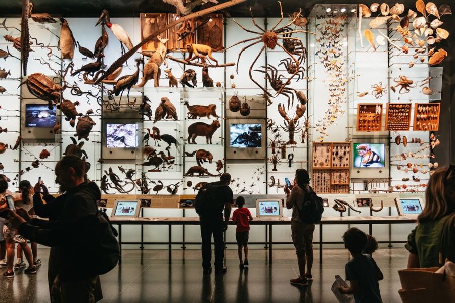 New York City: American Museum of Natural History Ticket - Dinosaur fossils and the rooms children remember