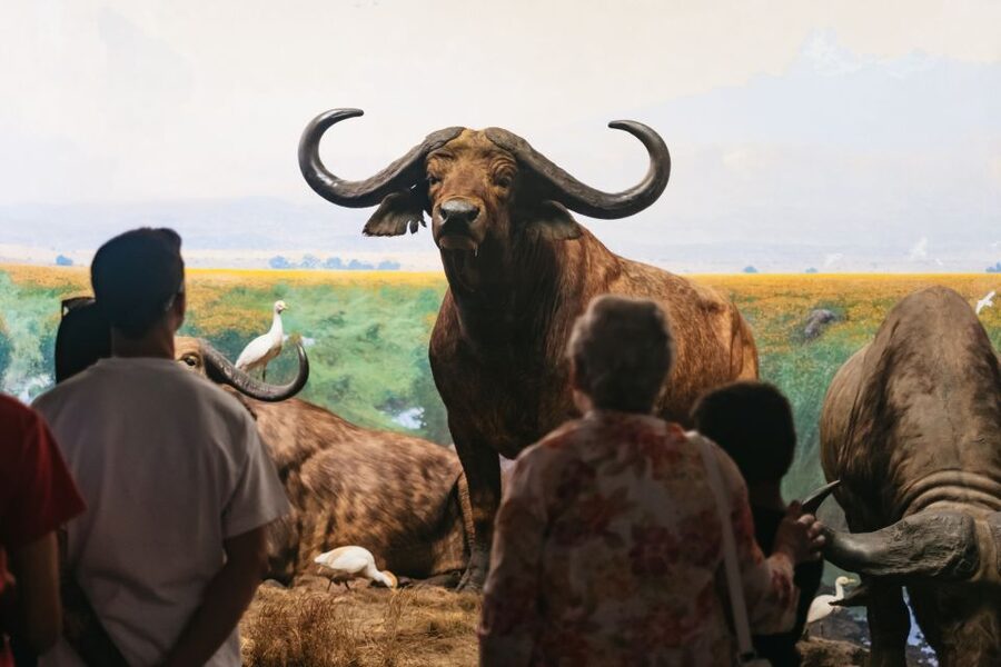 New York City: American Museum of Natural History Ticket - Rose Center for Earth and Space