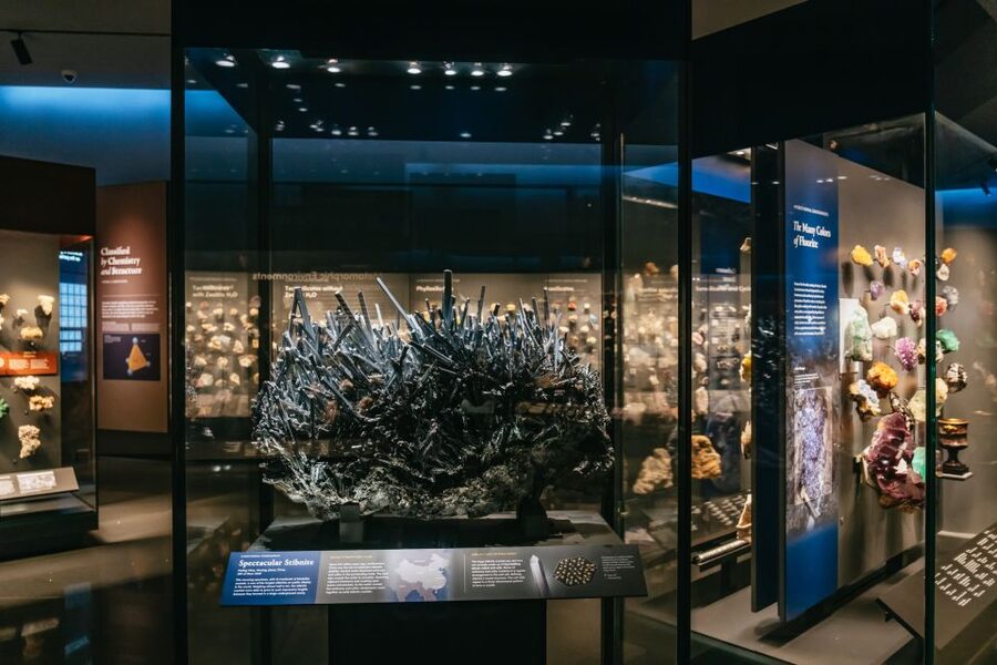 New York City: American Museum of Natural History Ticket - Ocean life, biodiversity, and global cultures