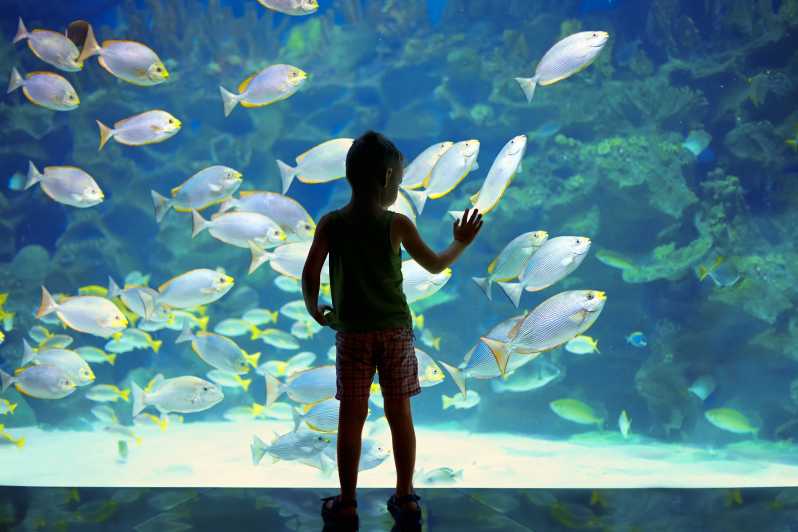 Oceanographic Museum of Monaco Ticket - A museum built into Monaco’s cliffside