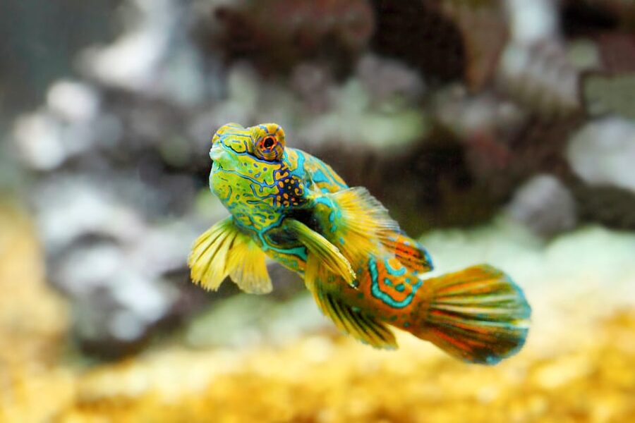 Oceanographic Museum of Monaco Ticket - Monaco and the ocean through the princely family