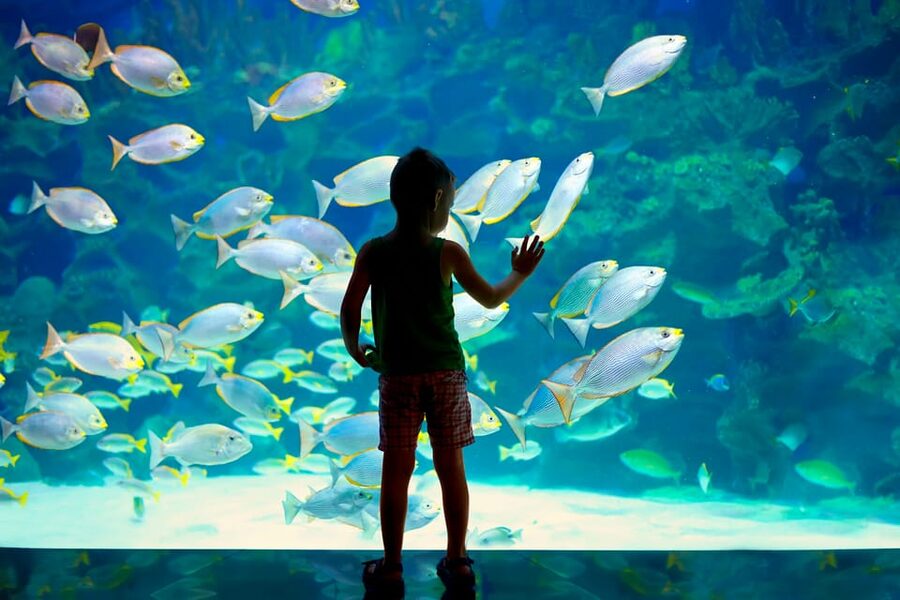 Oceanographic Museum of Monaco Ticket - The rooftop terrace is worth finding