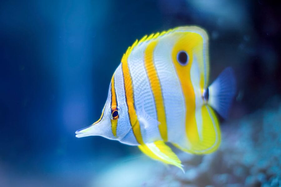 Oceanographic Museum of Monaco Ticket - How long should you spend inside?