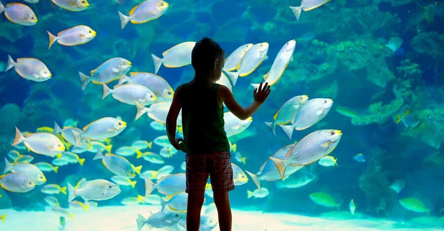 Oceanographic Museum of Monaco Ticket - The aquarium rooms, from small tanks to the shark pool