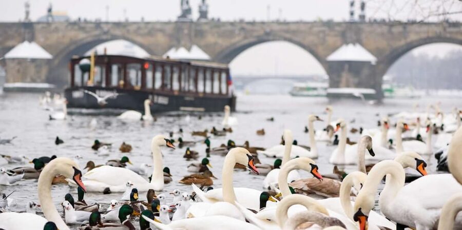 Prague: River Cruise, Charles Bridge Museum, & Walking Tour - Crossing from the street to the water