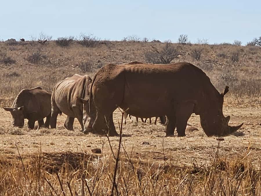Private Rhino and Lion Park, Cradle Caves or Maropeng Museum - Key points to know before booking