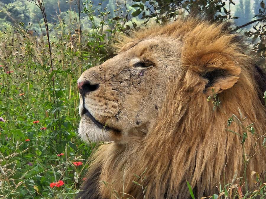 Private Rhino and Lion Park, Cradle Caves or Maropeng Museum - Why the private guide matters