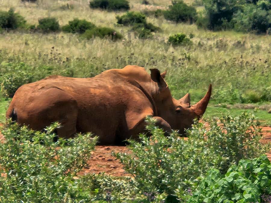 Private Rhino and Lion Park, Cradle Caves or Maropeng Museum - Should you book this Rhino and Lion Park tour?