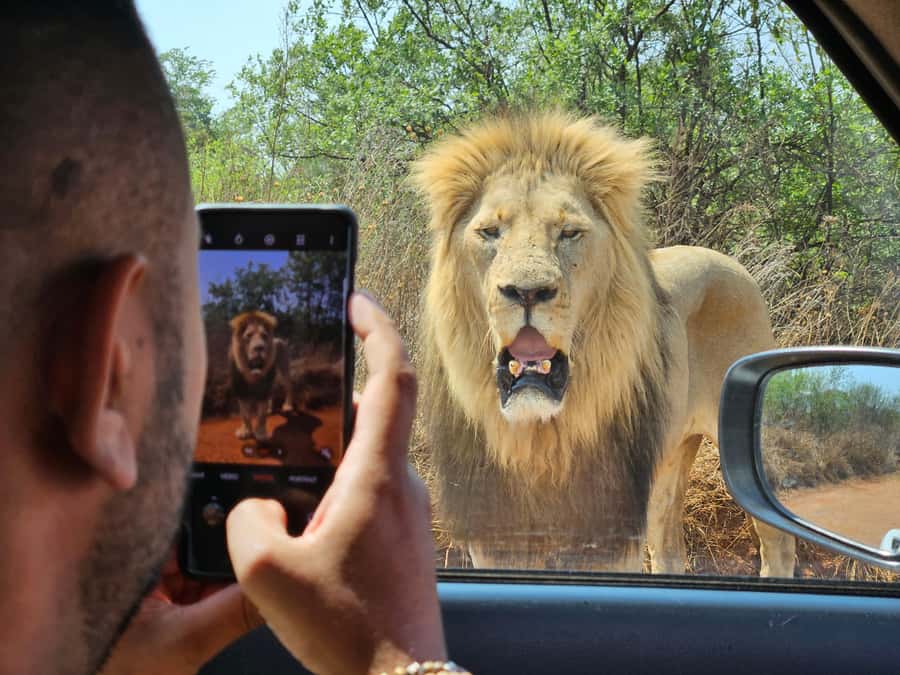 Private Rhino and Lion Park, Cradle Caves or Maropeng Museum - Three hours among lions, rhinos and wild dogs