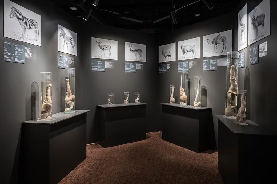 Reykjavik: Icelandic Phallological Museum Entry Ticket - Key points at a glance