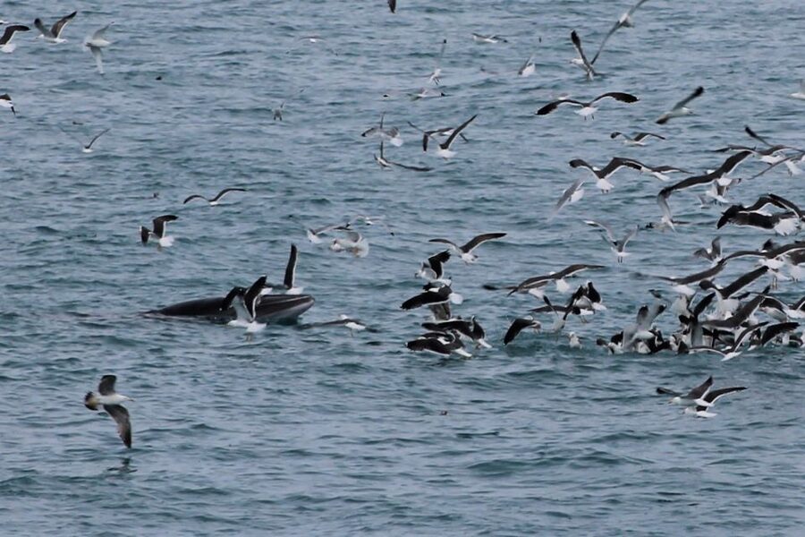 Reykjavik: Whale Watching Excursion & Whale Exhibition - Who will like this experience most?