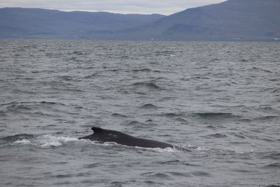 Reykjavik: Whale Watching Excursion & Whale Exhibition - Sailing from Geirsgata 11 into Faxaflói