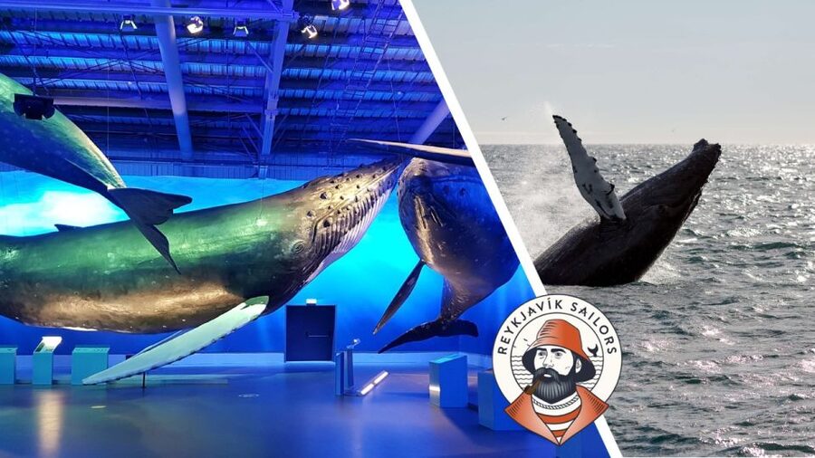Reykjavik: Whale Watching Excursion & Whale Exhibition - Summer offers the best odds, but not the only chance