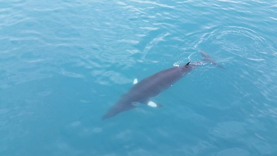 Reykjavik: Whale Watching Excursion & Whale Exhibition - Handling cold, wind, and seasickness