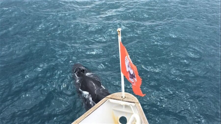 Reykjavik: Whale Watching Excursion & Whale Exhibition - A flexible museum ticket adds real value