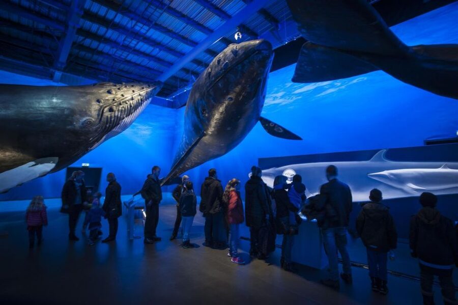 Reykjavik: Whale Watching Excursion & Whale Exhibition - Is $160 a fair price?