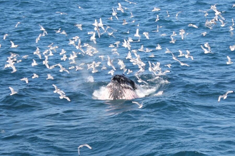 Reykjavik: Whale Watching Excursion & Whale Exhibition - Shared boats and responsible operations